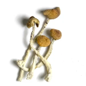 Aztec God Mushrooms